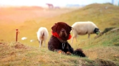 Тибетський мастиф (фото): мудрість з глибини століть і надзвичайна відданість
